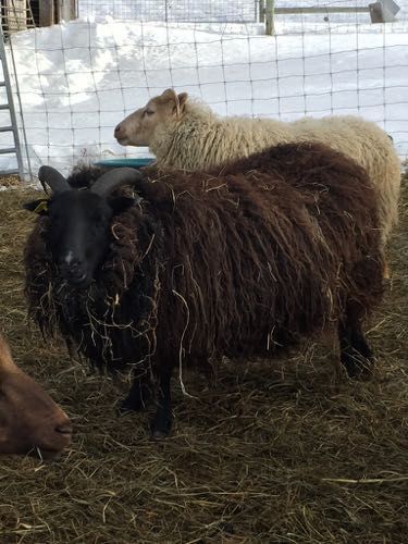 Two sheep, one black and one tan, stand in a pen with hay on the ground. The black sheep faces the camera.