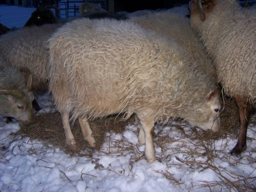 Flock of sheep eating hay in a snow-covered pen, with some sheep visible in the background.