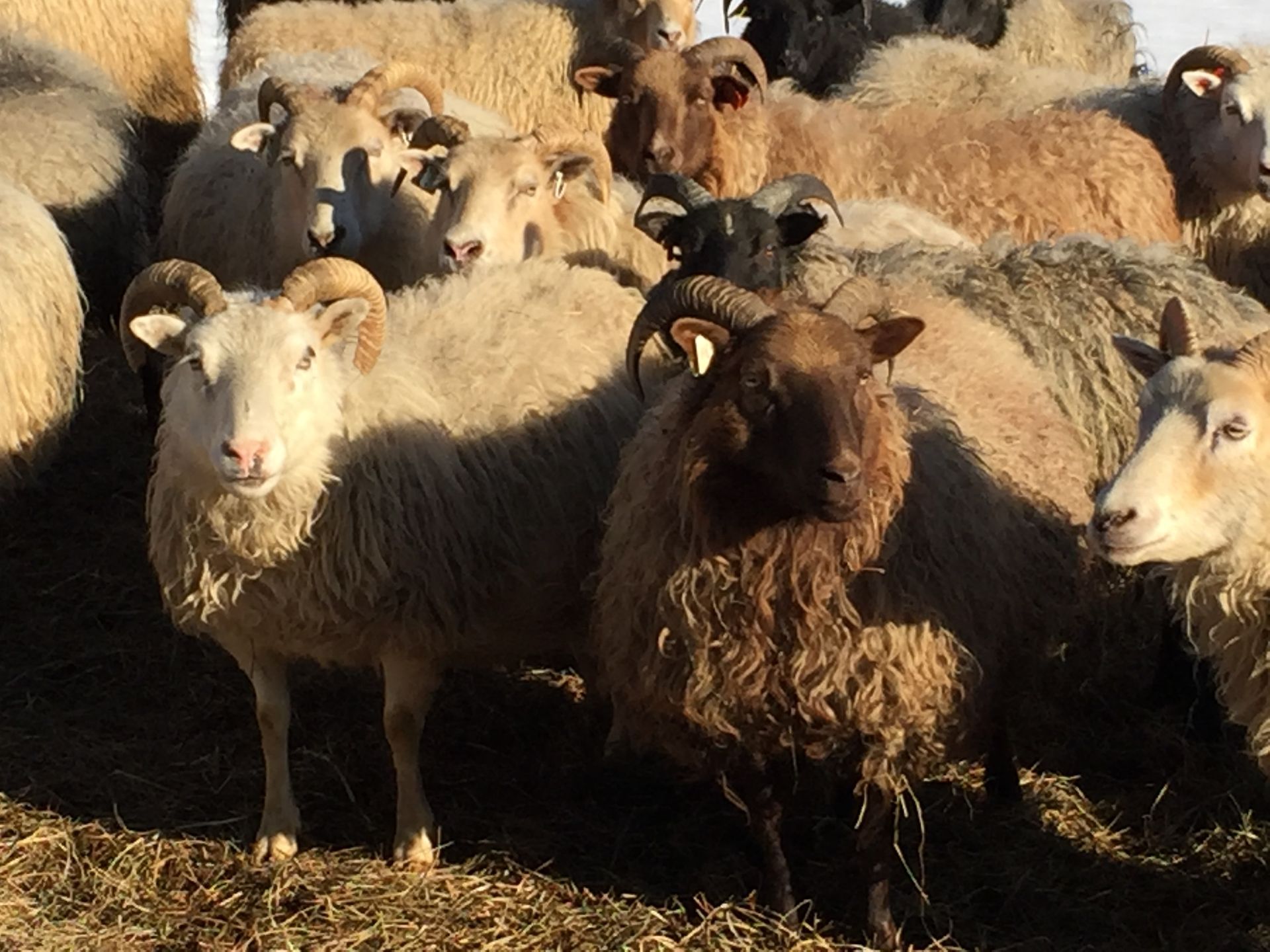 A flock of sheep with curly horns, mostly tan wool with one dark brown sheep in the center.