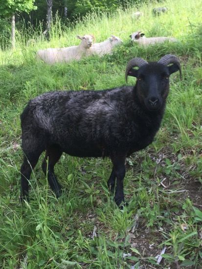 A black sheep with curved horns stands in green grass, with three white sheep resting in the background.