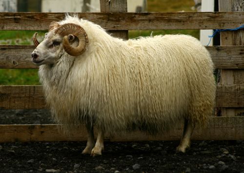 A fluffy, light-colored Icelandic ram with curled horns stands in a wooden pen.