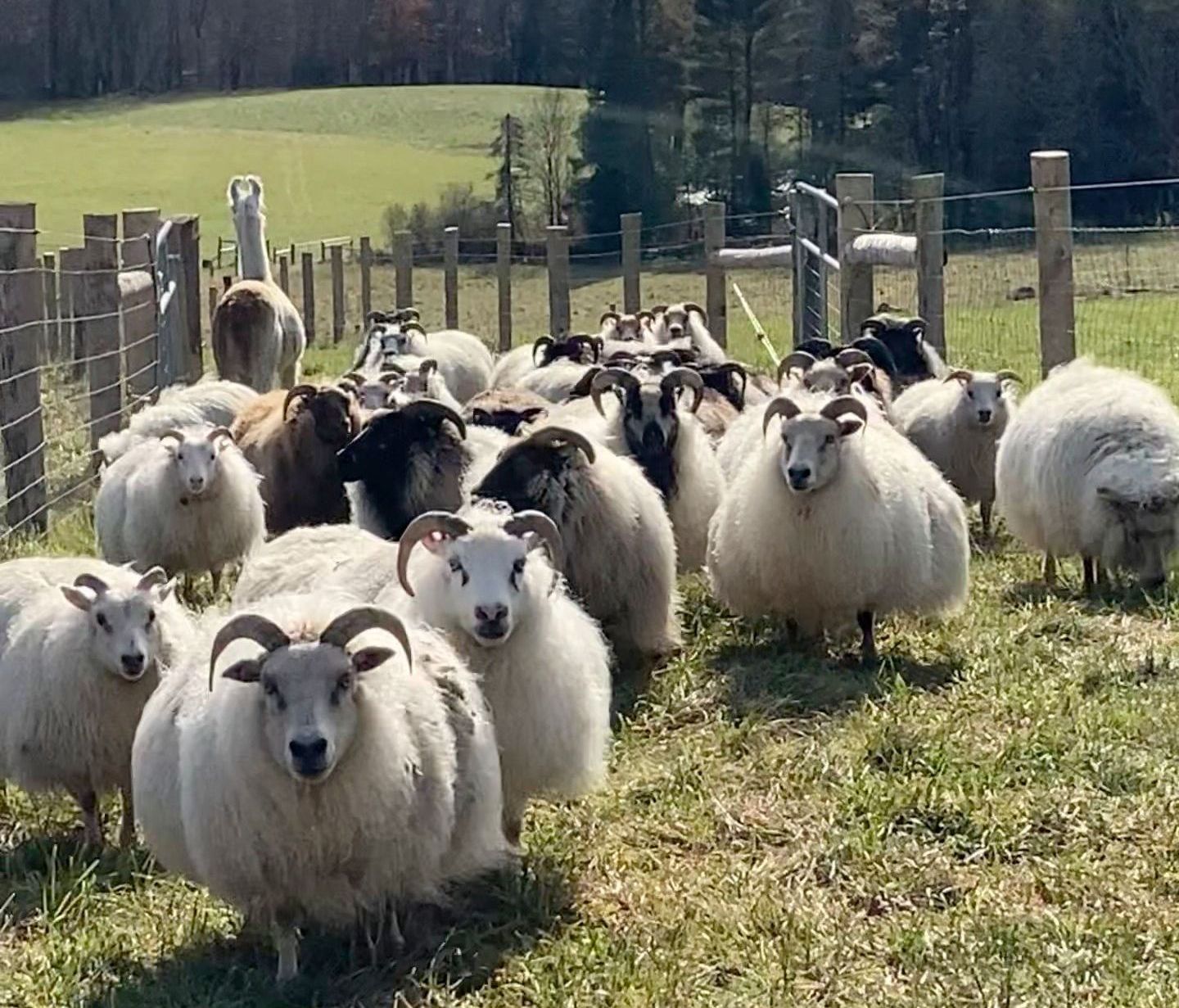 Flock of sheep with curly horns in a grassy field, some looking at the camera. A fence and llama are in the background.