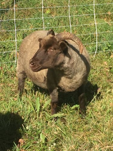 Dark brown sheep with curved horns stands in a grassy field, near a white fence.