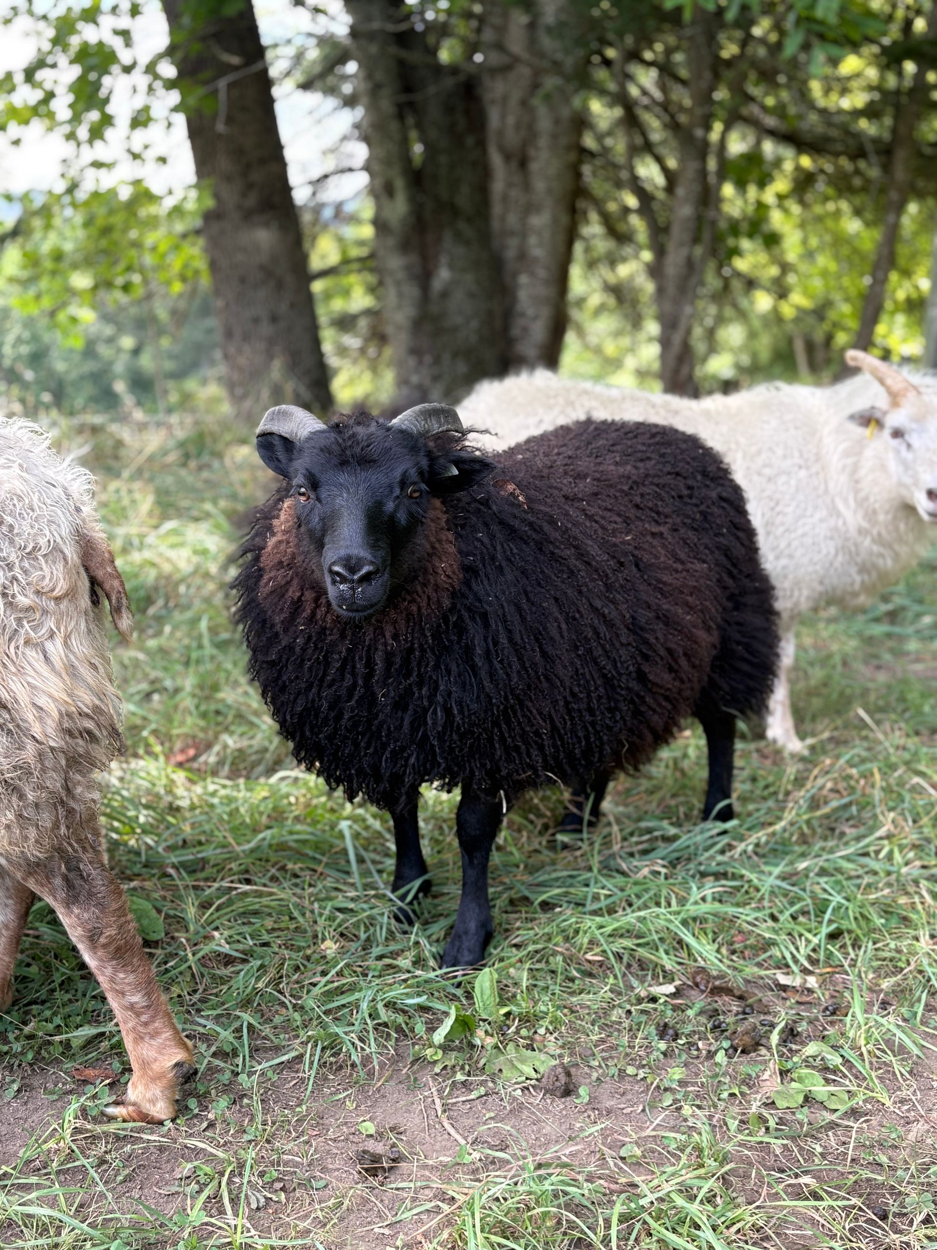 Icelandic ewe purebred