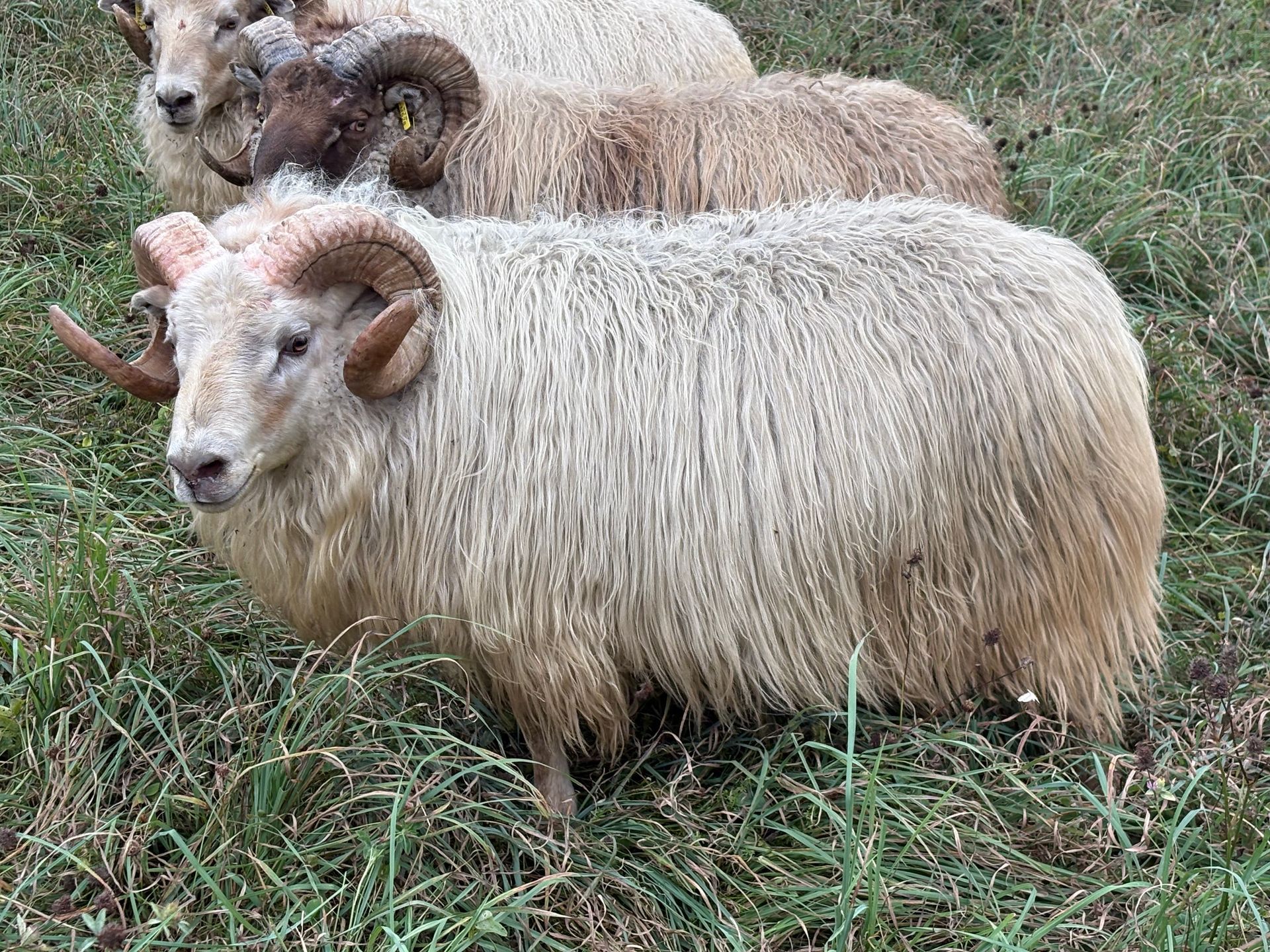 Fluffy sheep with curved horns stand in a pen with a rock wall backdrop, alongside a black bucket.
