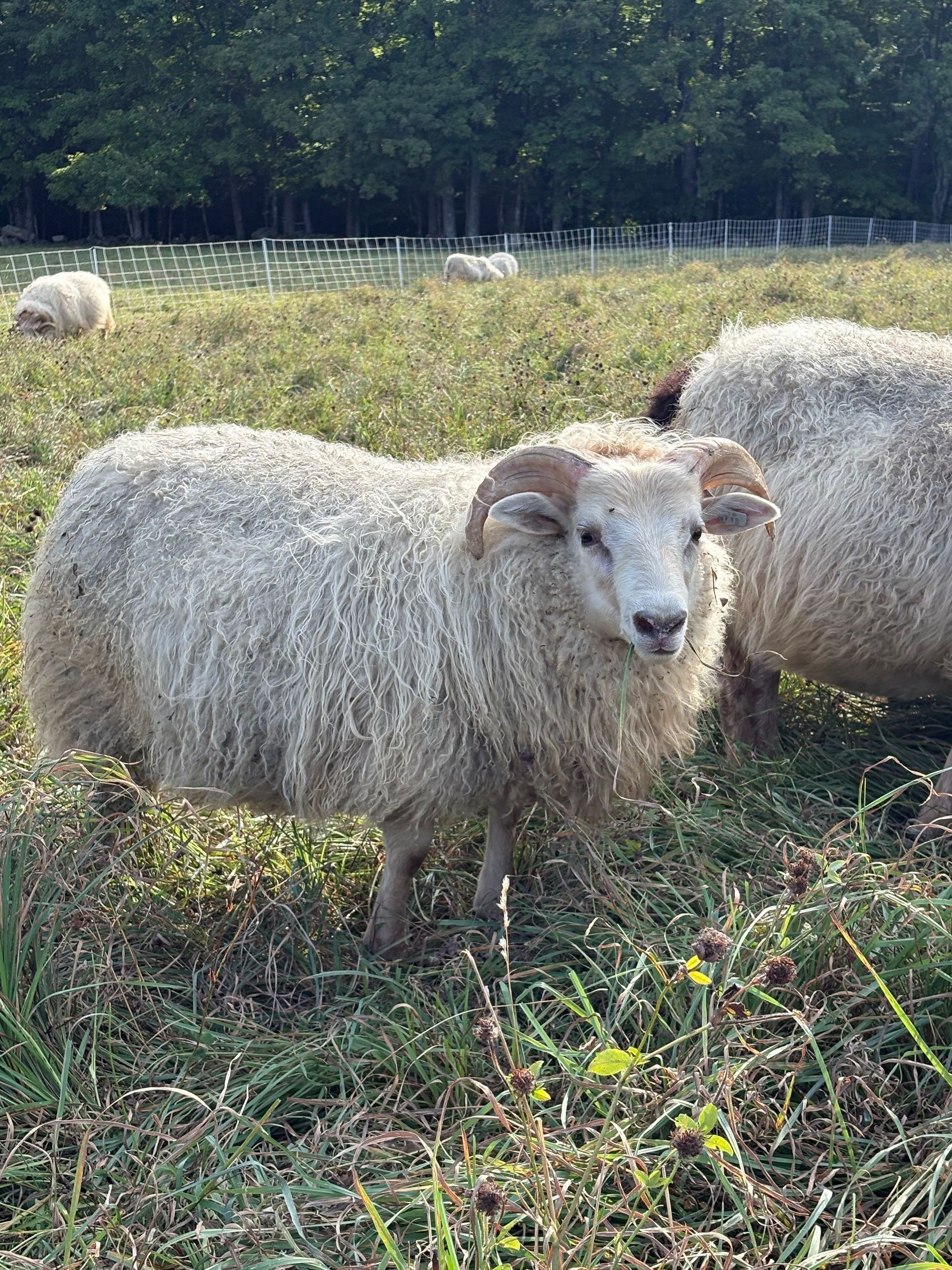 Purebred Icelandic ram AI grettir son