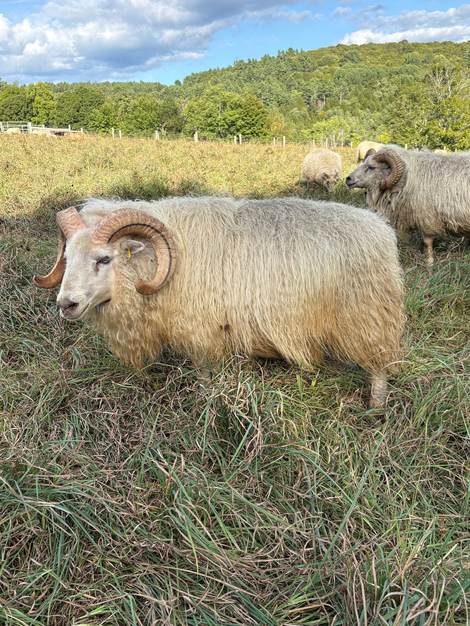 A white ram with large curved horns stands in a pen with a wood wall and patches of snow.