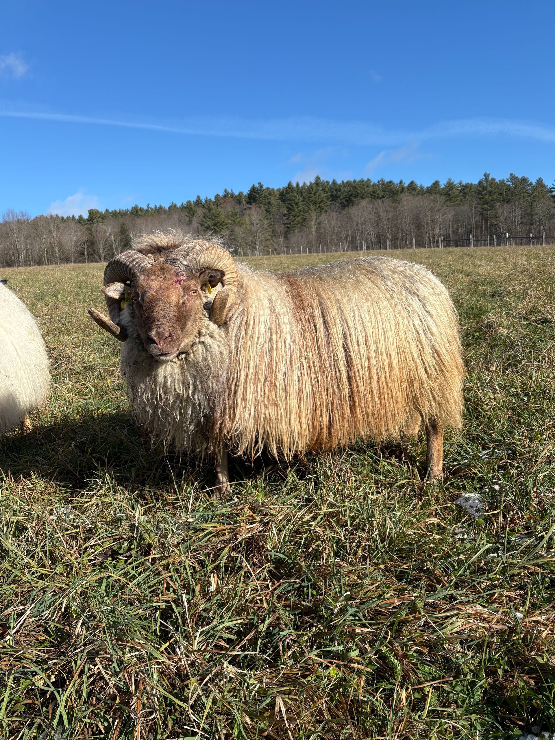 A sheep with large curved horns stands in the snow, with other sheep nearby. 