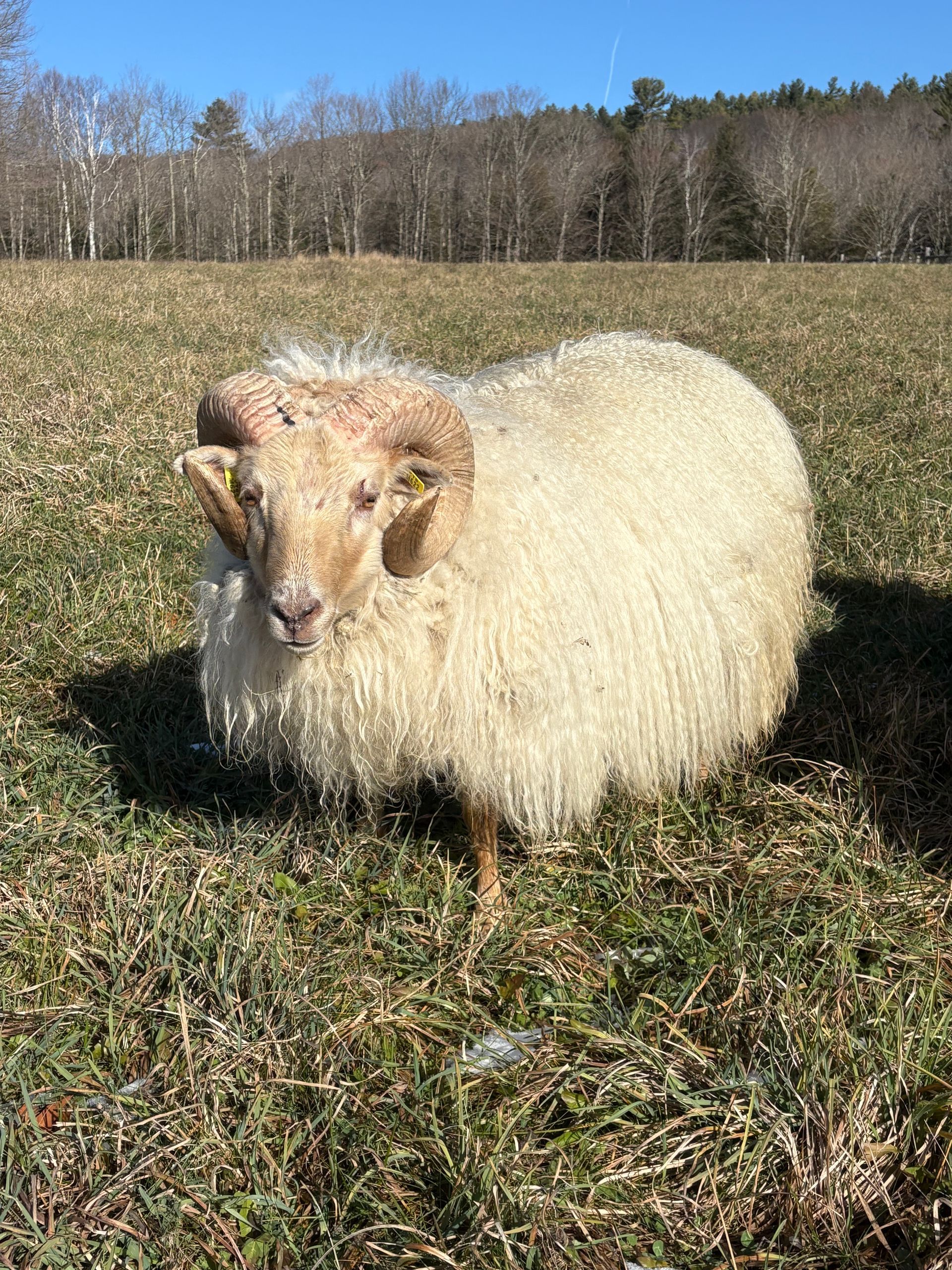 A gray, stylized spiral resembling a sheep horn, centered within a square frame.