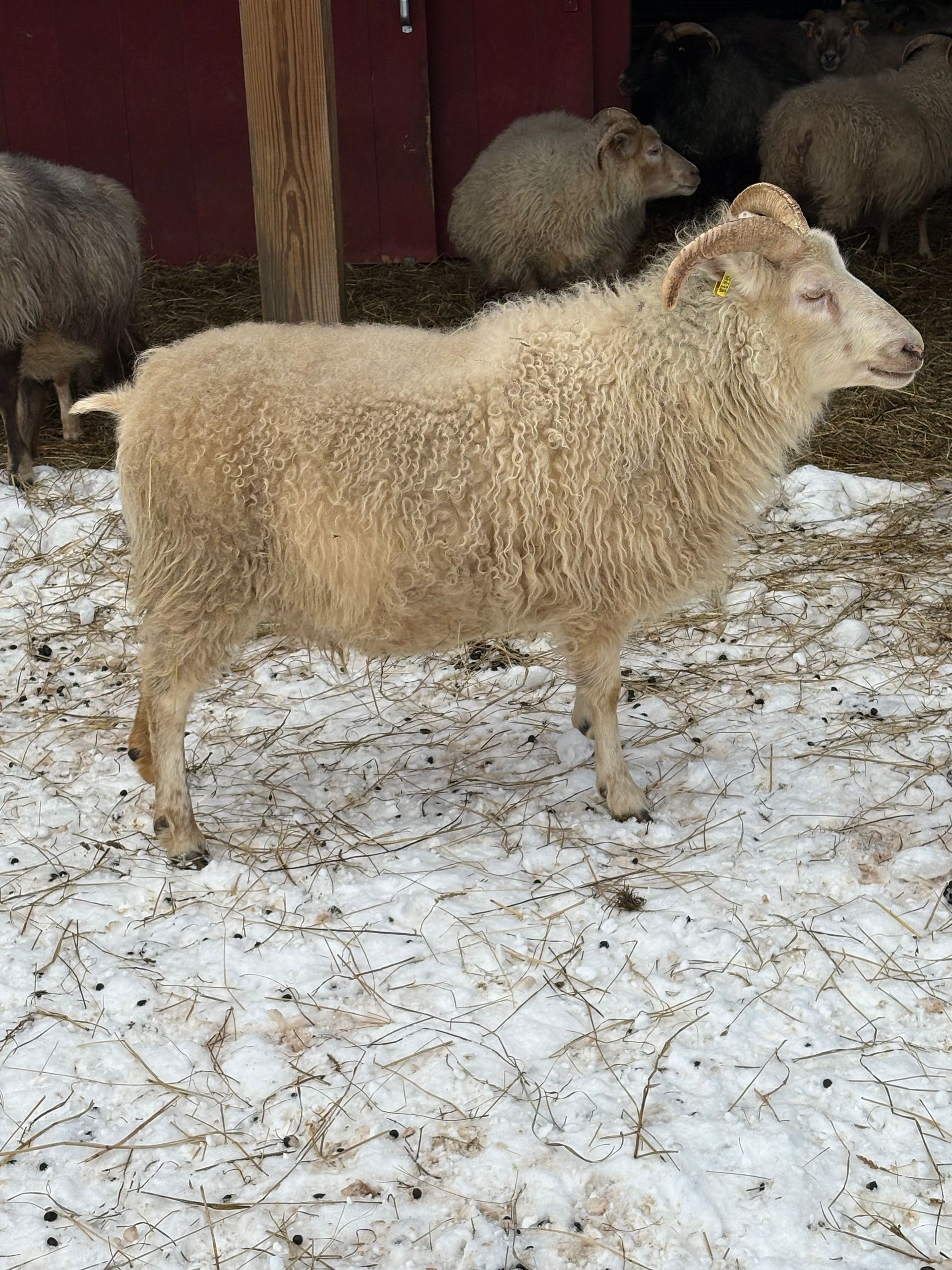 A gray, stylized spiral resembling a sheep horn, centered within a square frame.