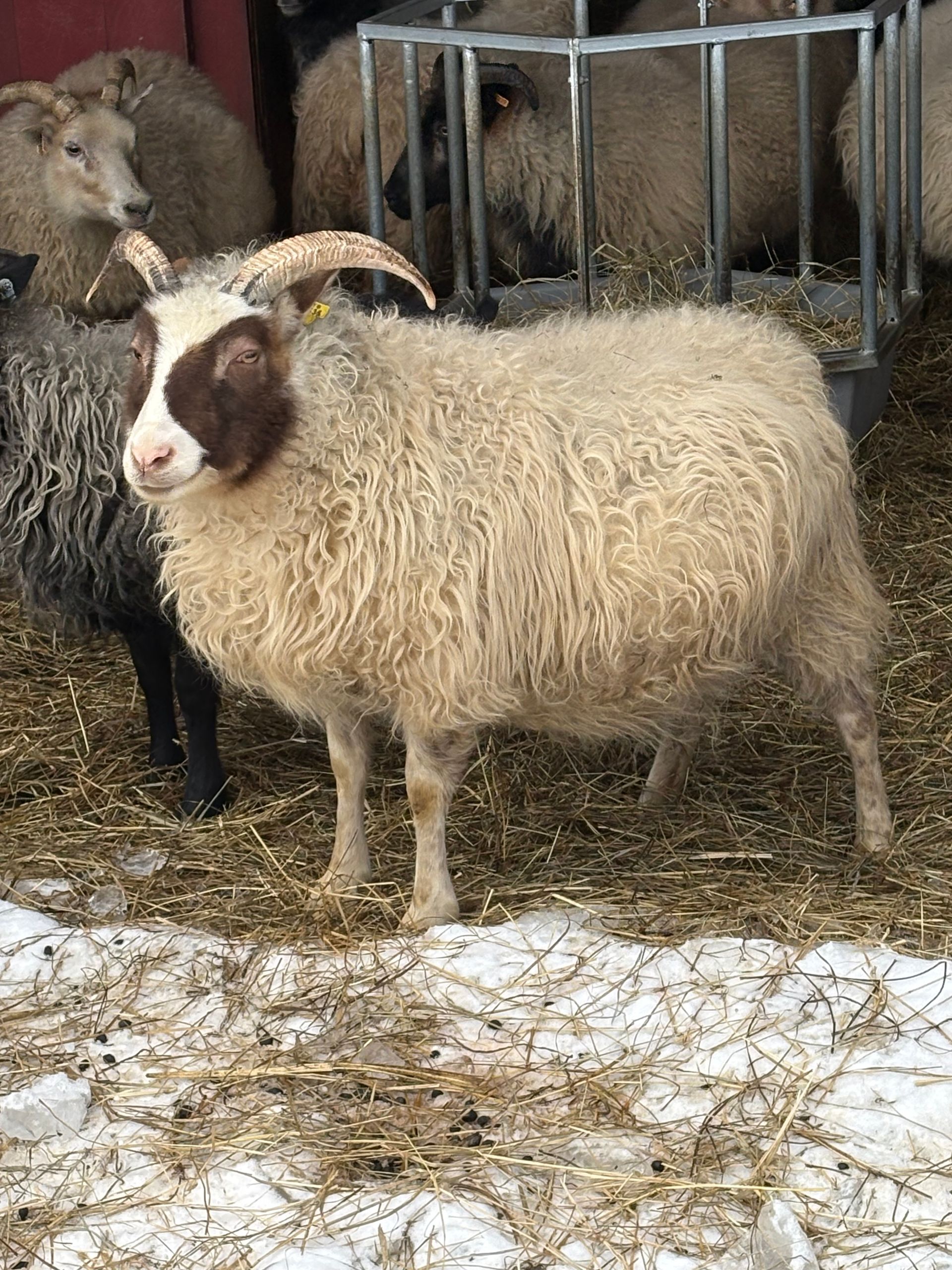A gray, stylized spiral resembling a sheep horn, centered within a square frame.