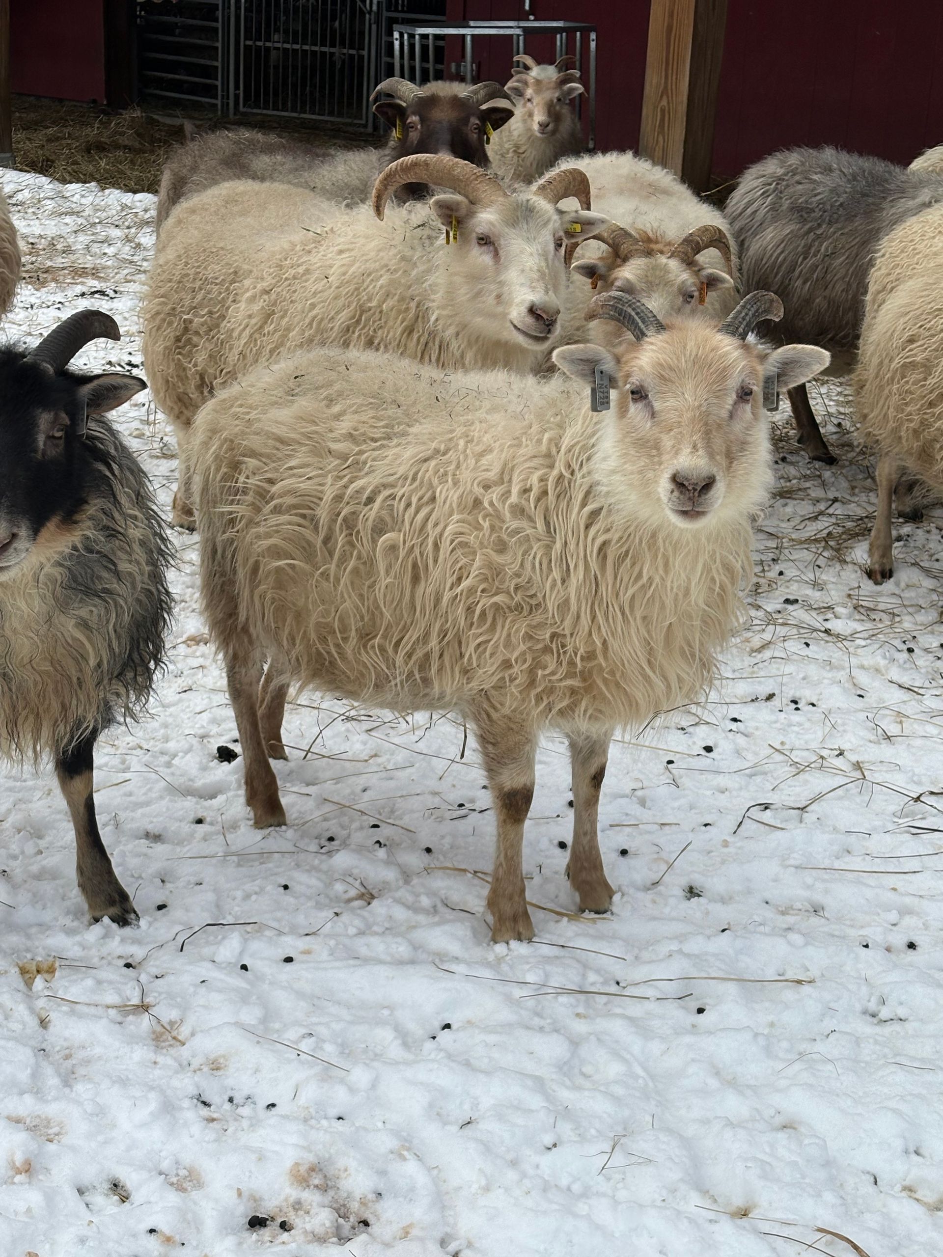 A gray, stylized spiral resembling a sheep horn, centered within a square frame.