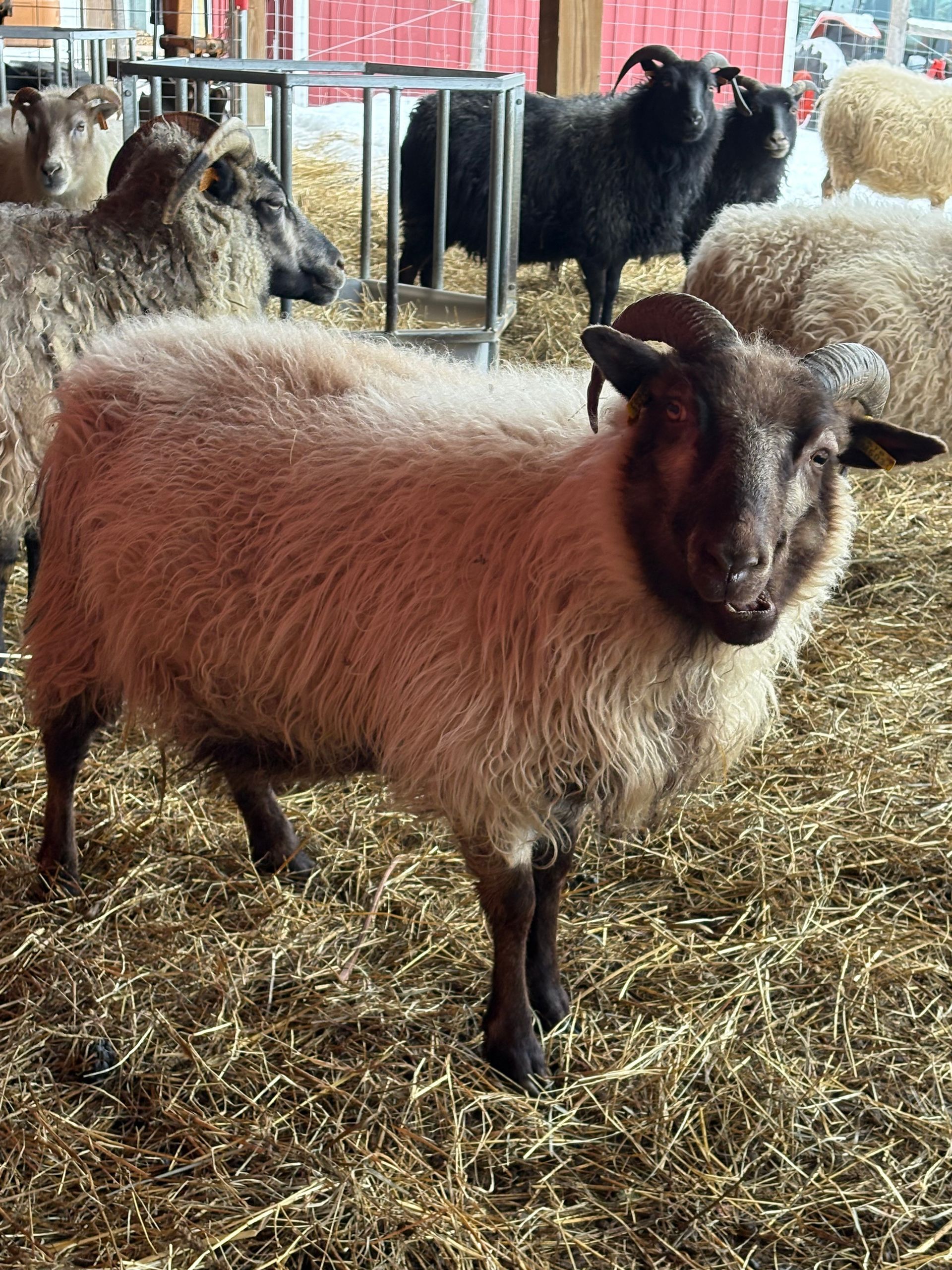 A gray, stylized spiral resembling a sheep horn, centered within a square frame.