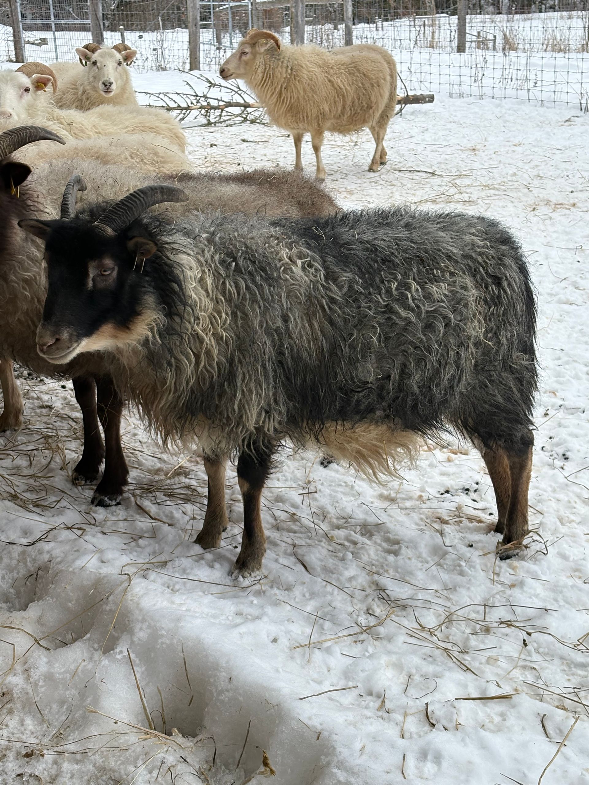 A gray, stylized spiral resembling a sheep horn, centered within a square frame.