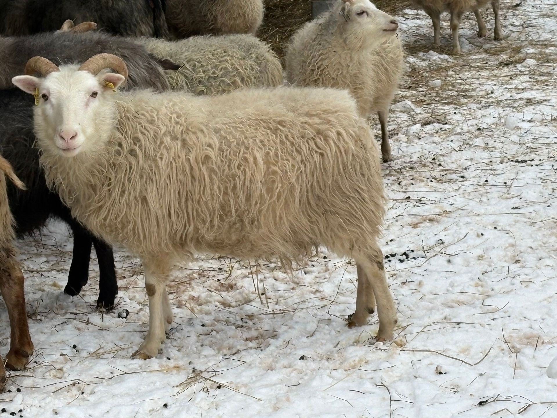 A gray, stylized spiral resembling a sheep horn, centered within a square frame.
