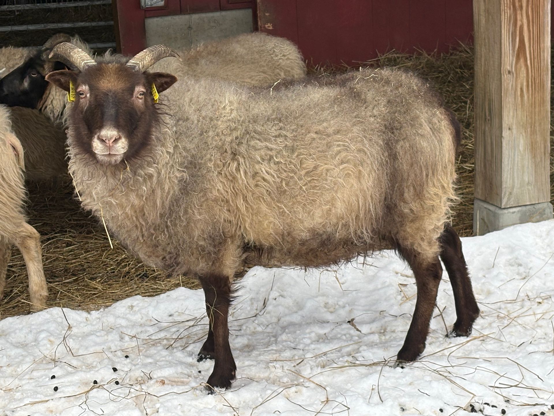 A gray, stylized spiral resembling a sheep horn, centered within a square frame.