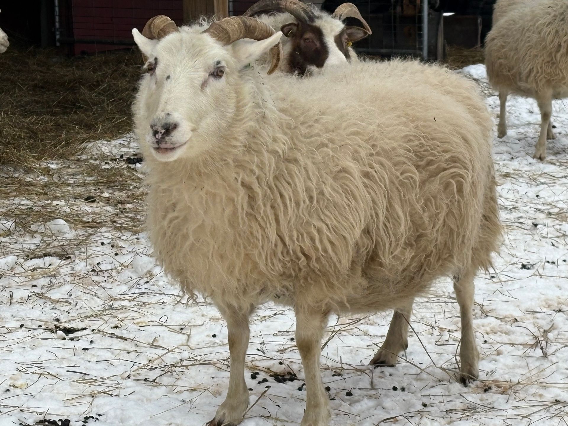 A gray, stylized spiral resembling a sheep horn, centered within a square frame.