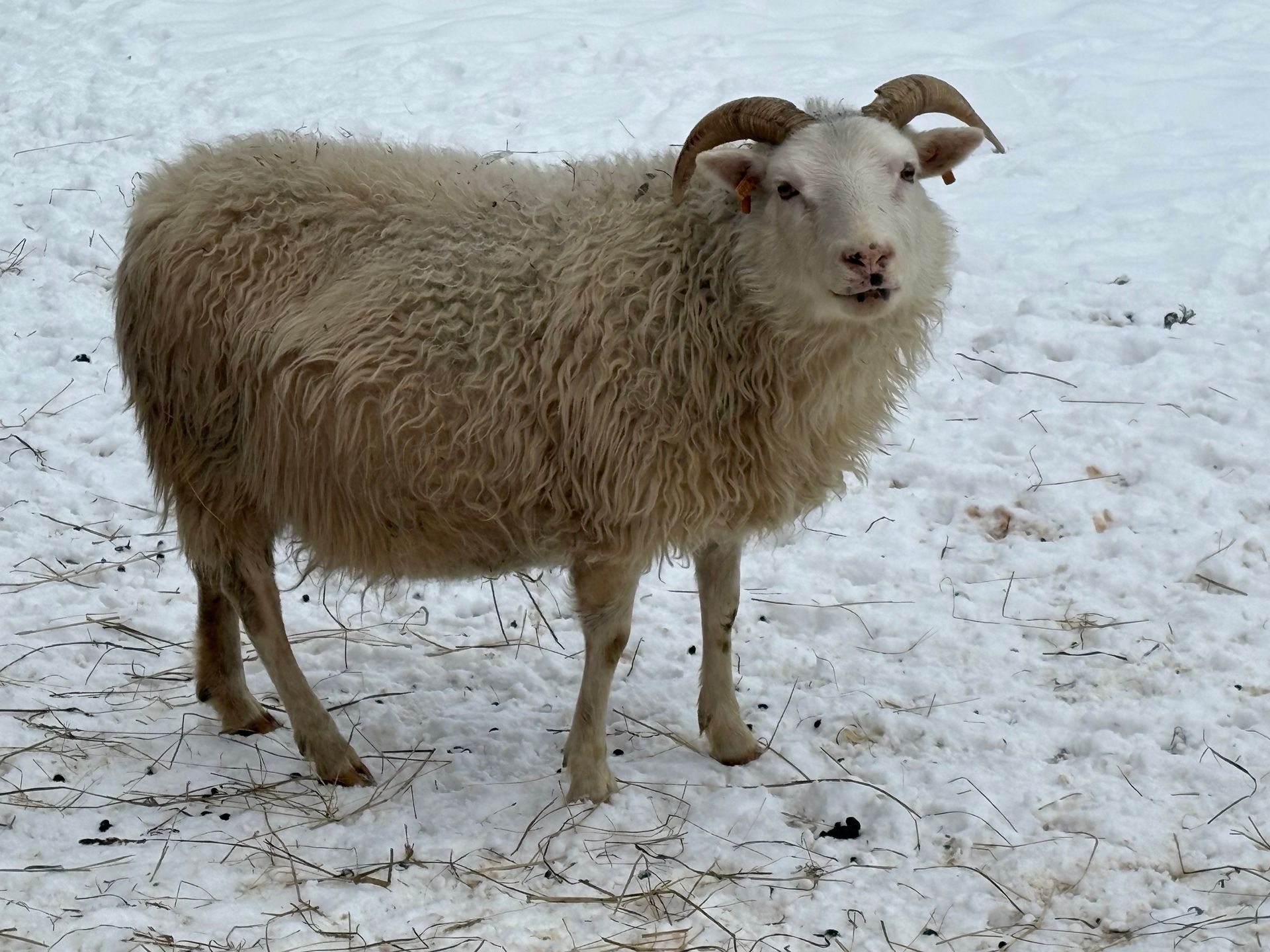 A gray, stylized spiral resembling a sheep horn, centered within a square frame.