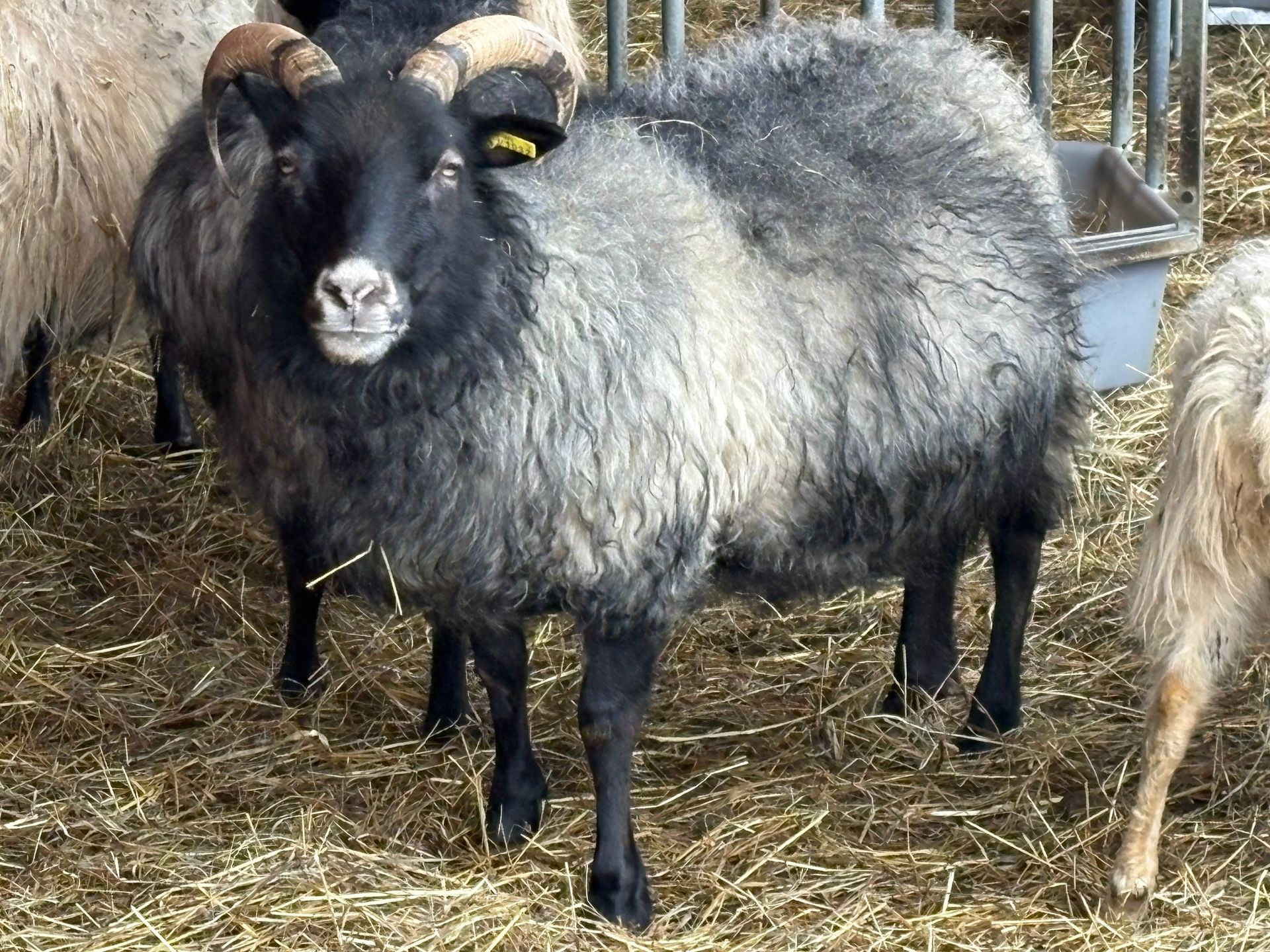 A gray, stylized spiral resembling a sheep horn, centered within a square frame.