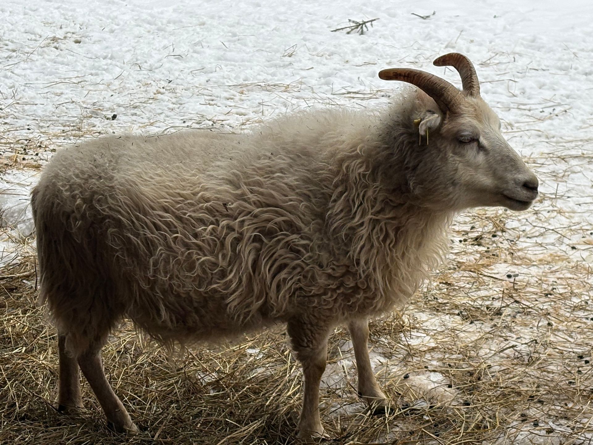 A gray, stylized spiral resembling a sheep horn, centered within a square frame.