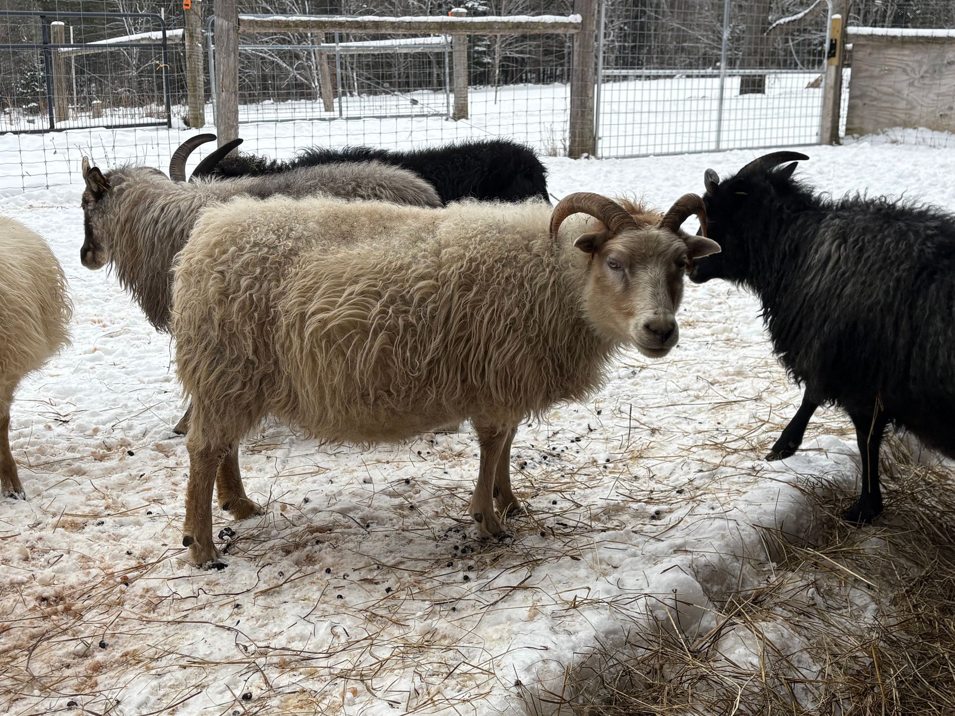 A gray, stylized spiral resembling a sheep horn, centered within a square frame.