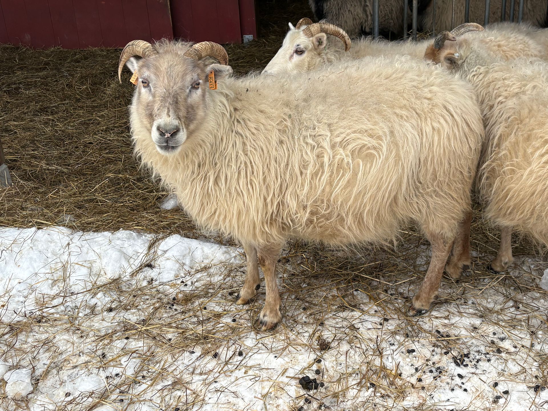 A gray, stylized spiral resembling a sheep horn, centered within a square frame.