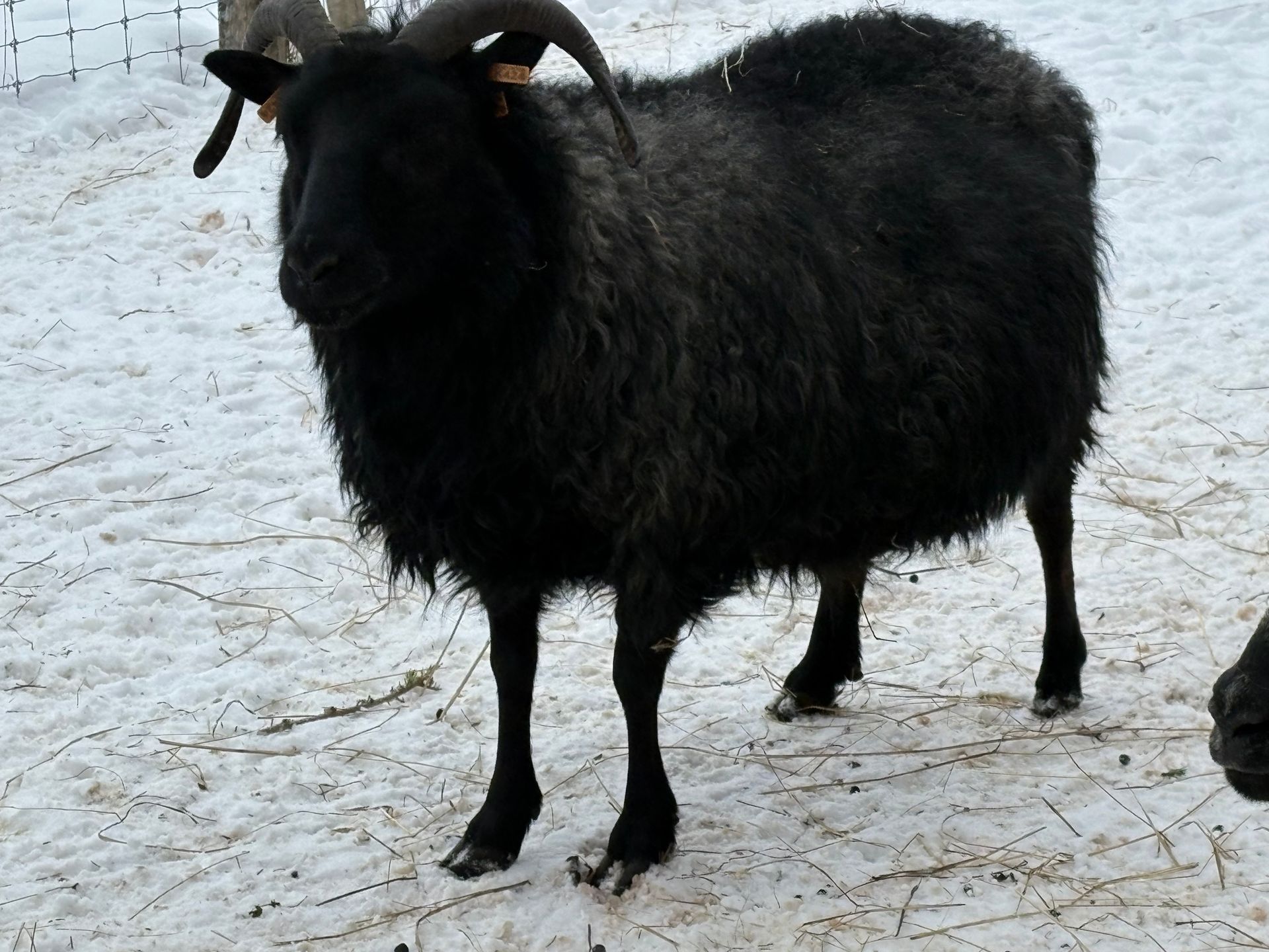 A gray, stylized spiral resembling a sheep horn, centered within a square frame.