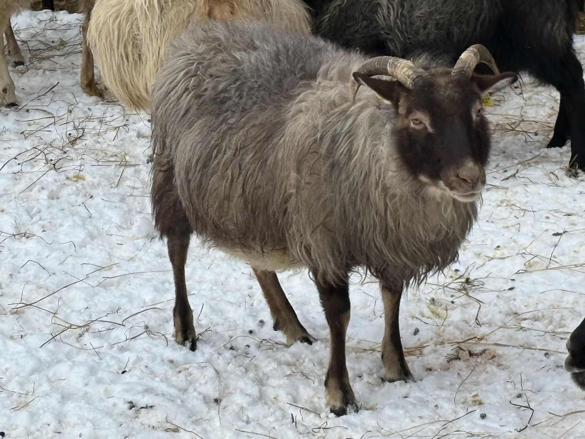A gray, stylized spiral resembling a sheep horn, centered within a square frame.