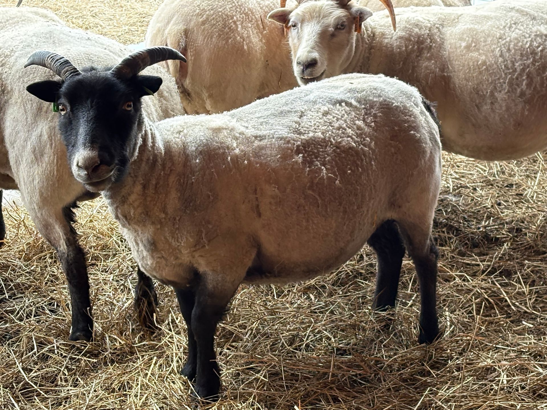 A gray, stylized spiral resembling a sheep horn, centered within a square frame.