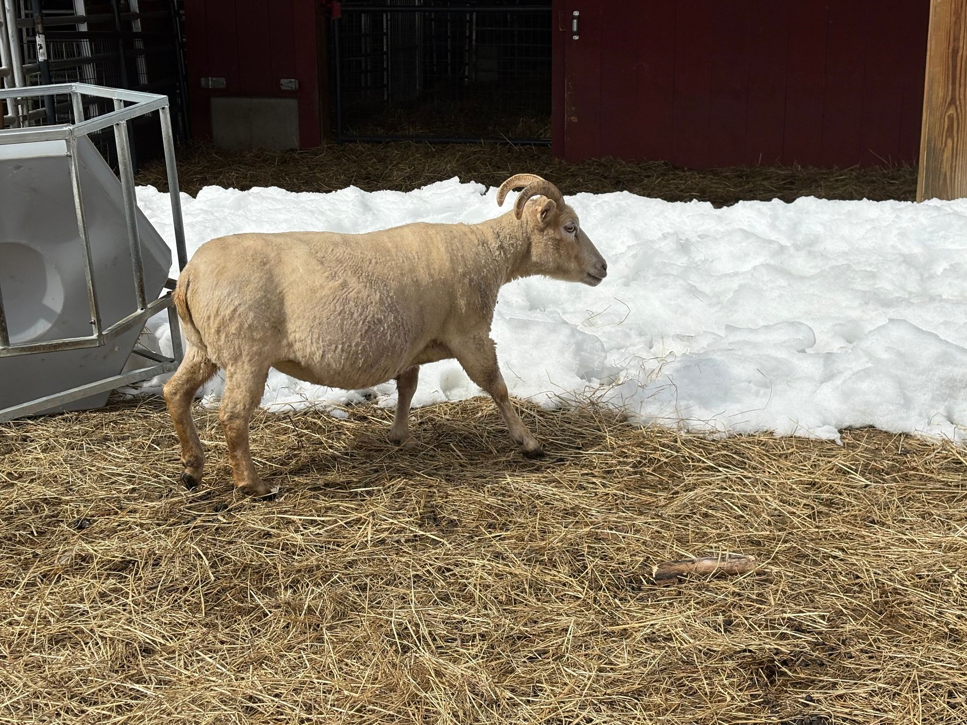 A gray, stylized spiral resembling a sheep horn, centered within a square frame.