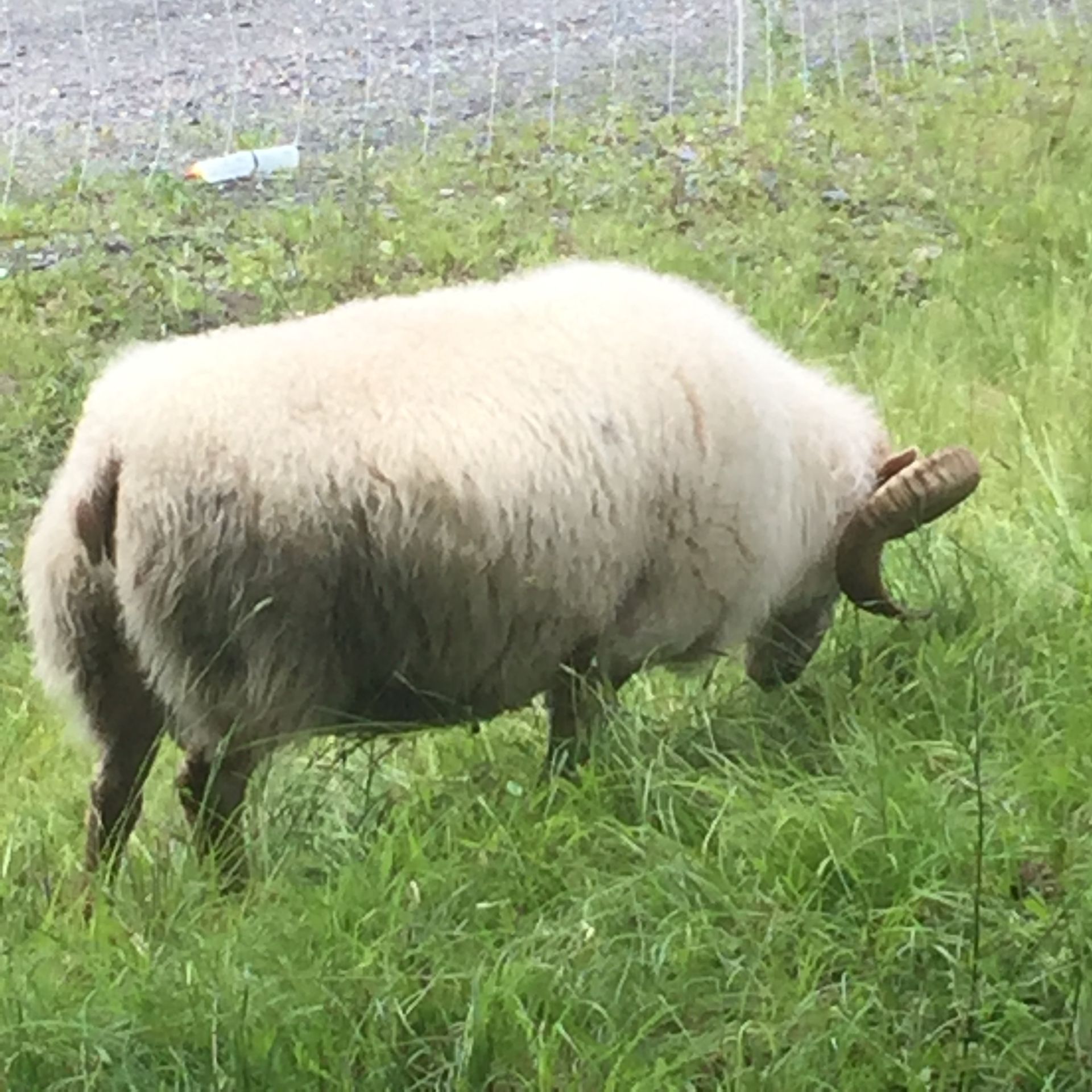 Purebred Icelandic sheep.  Artificial insemination.