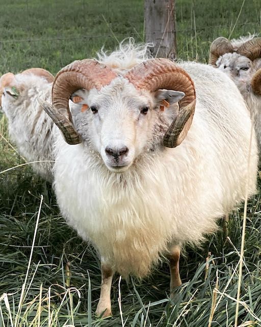 A white ram with large, curved horns and brown markings, standing in a grassy field with other sheep.