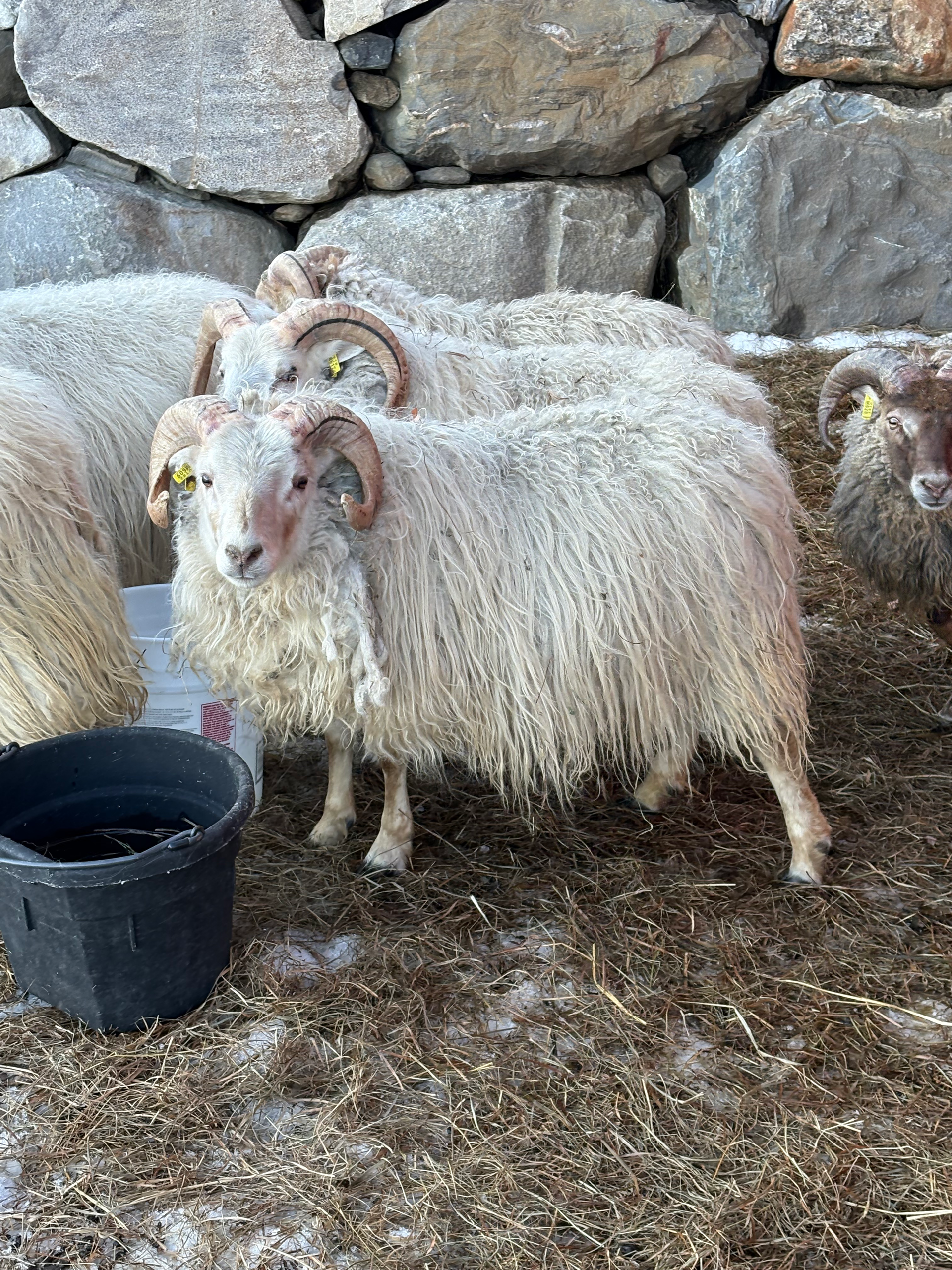 Several fluffy white sheep with curled horns stand in a pen with a stone wall backdrop. 
