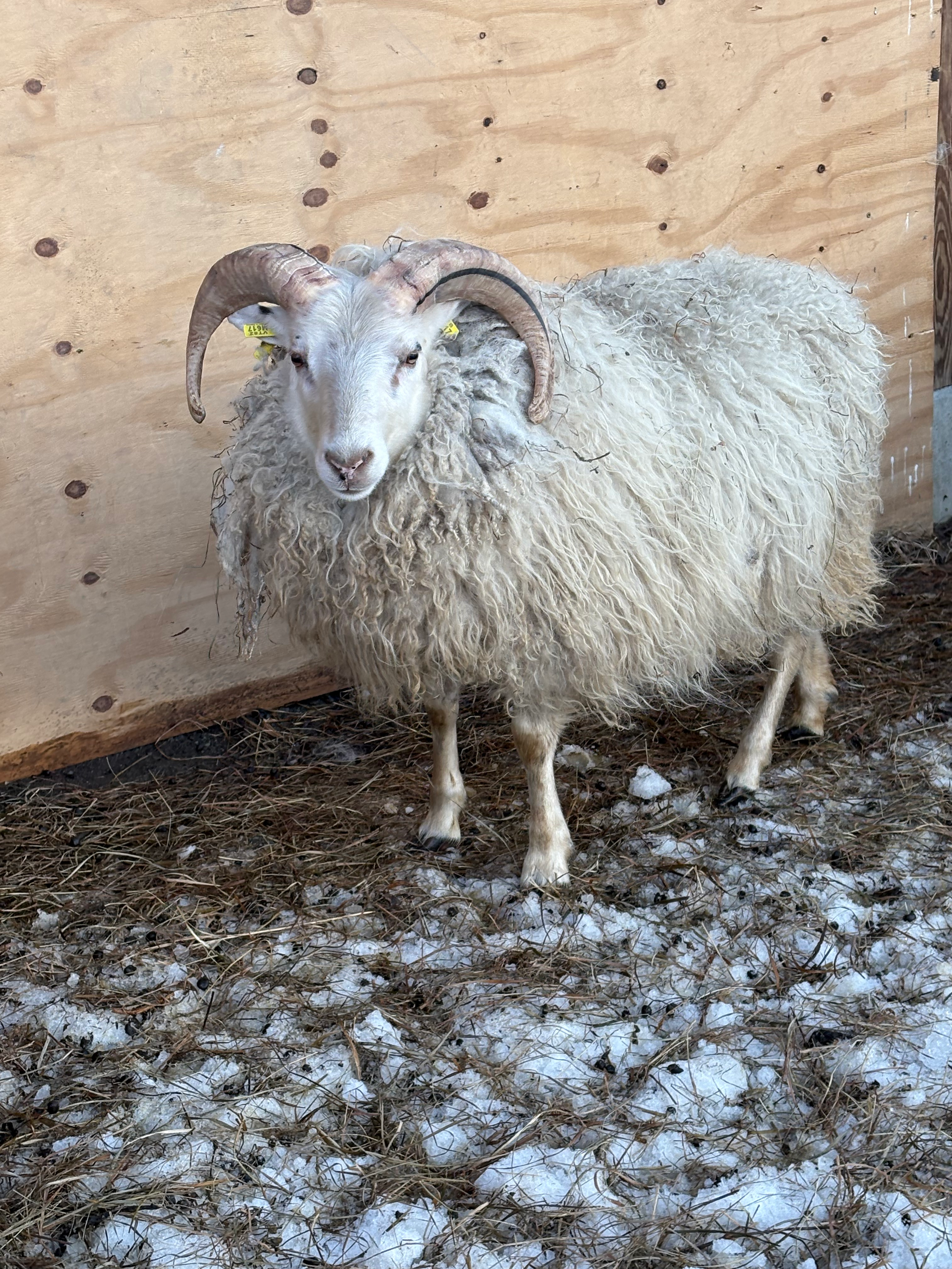 A white ram with large curved horns stands on snowy ground, against a wooden wall.