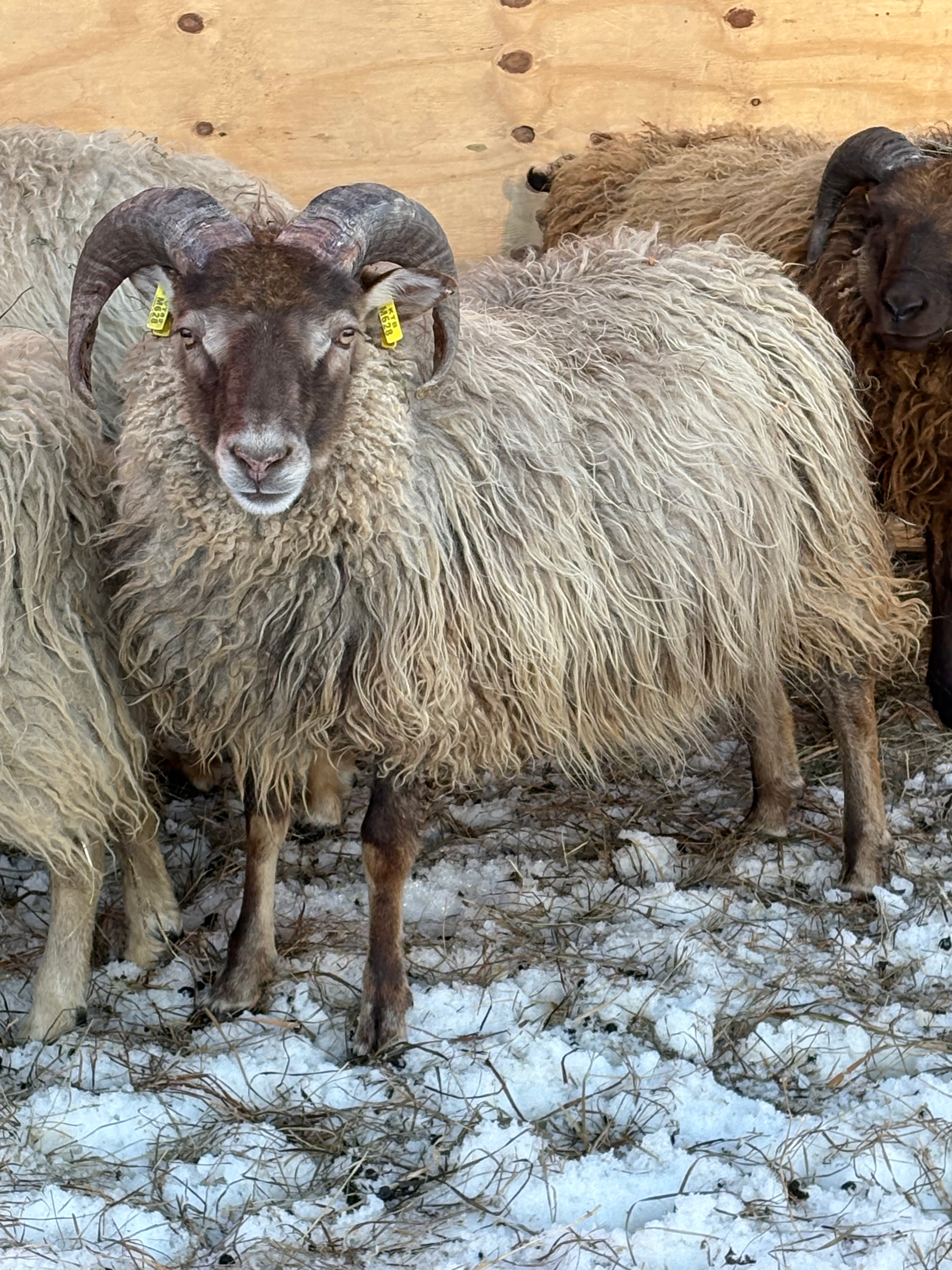 Ram with large, curved horns and shaggy, light-brown fleece, standing in a snowy pen.