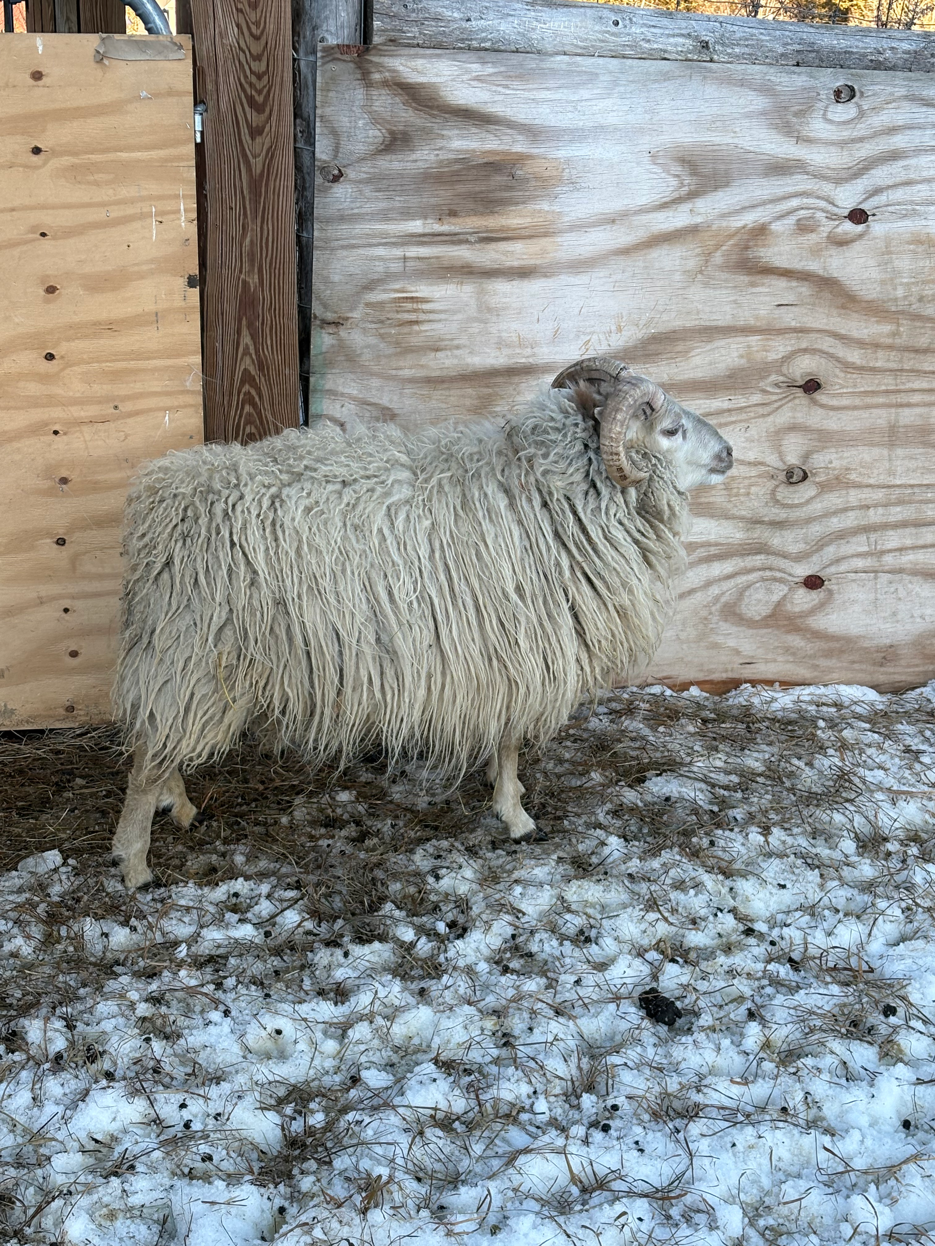A sheep with long, curly, cream-colored wool stands in a snowy pen near a wooden structure.