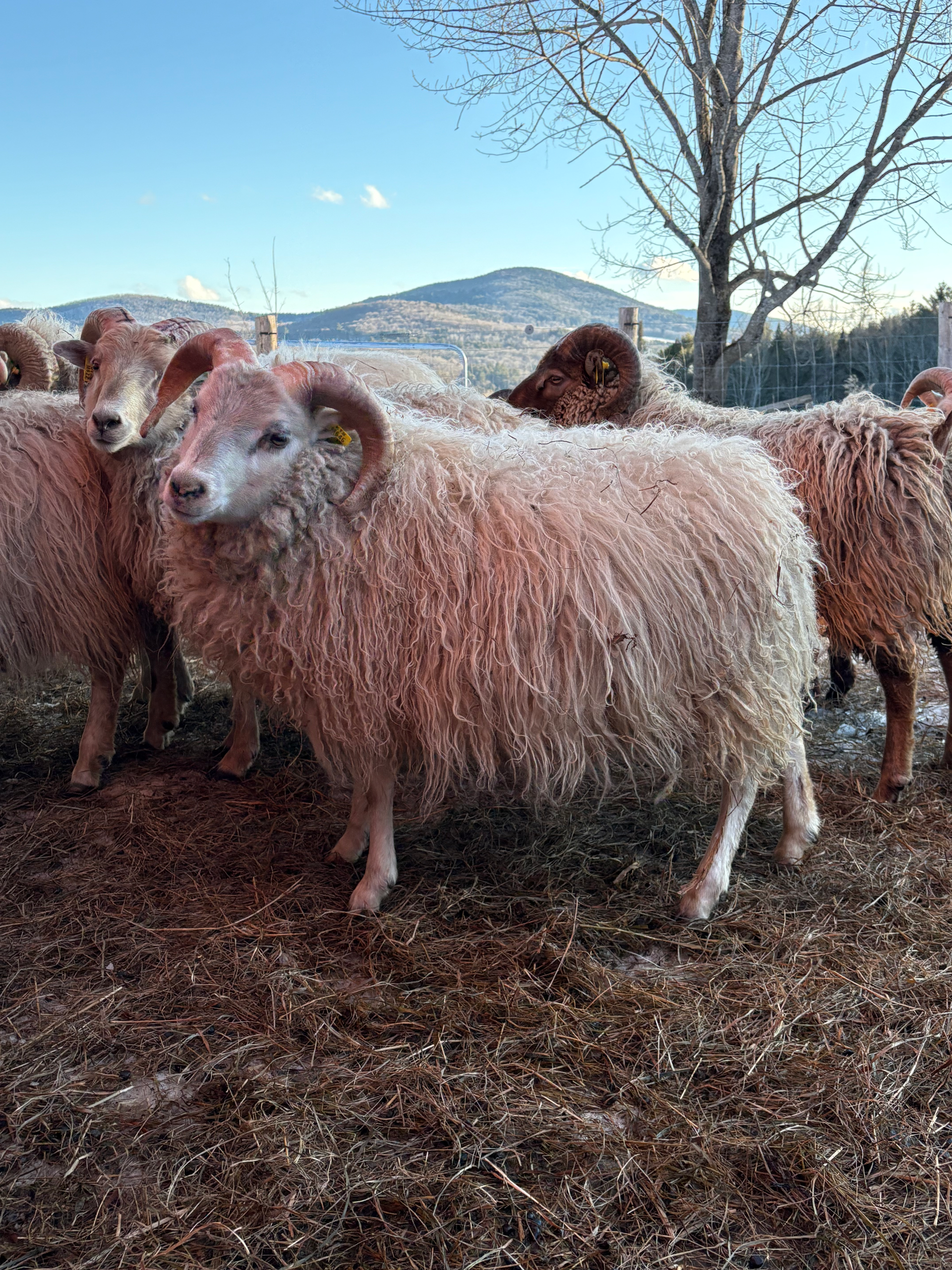 A flock of sheep with curly wool and curved horns graze in a field. A mountainous landscape is visible in the background.