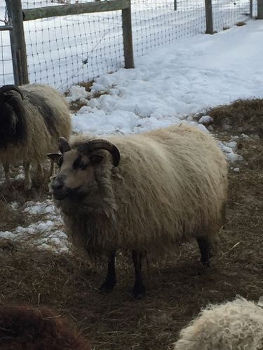 A fluffy, tan sheep with dark horns stands in a snowy pen, looking towards the camera.