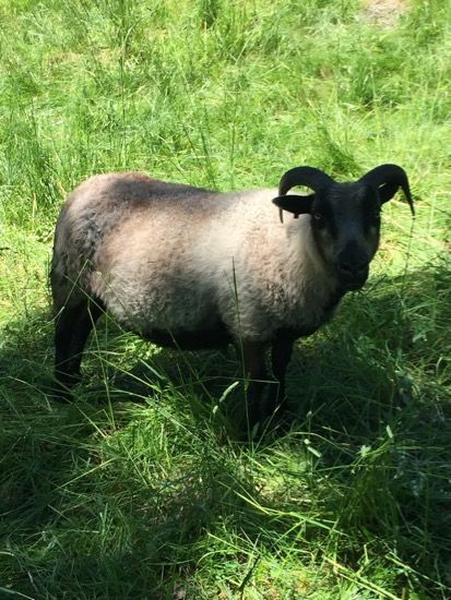 Black-faced sheep with curled horns stands in a grassy field. It has dark legs and a tan and gray body.
