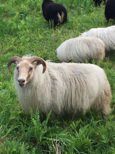 A light-colored ram with curved horns stands in a grassy field, with several sheep of various colors in the background.