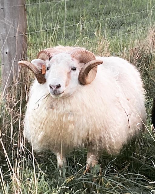 White ram with large curled horns standing in a grassy field next to a fence.