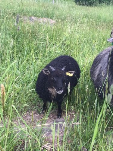 A black sheep with small horns stands in tall green grass, looking towards the viewer. 
