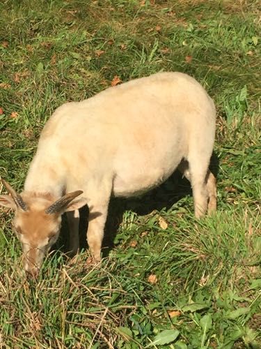 Beige sheep grazing in a grassy field on a sunny day. The sheep has small horns and is looking down.