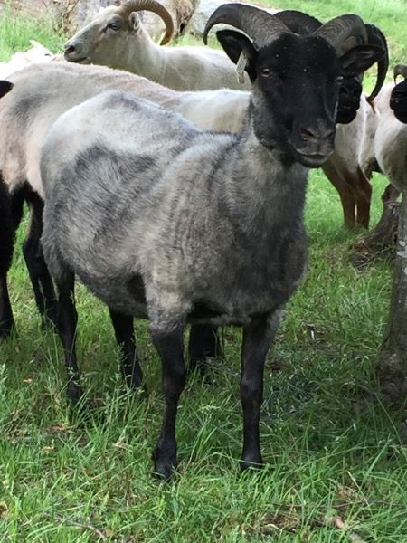 A grey sheep with a black head and legs stands in a grassy field, with several other sheep in the background.