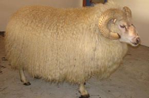 Ram with large, curled horns, tan fur, standing indoors.