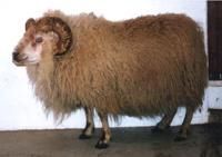 A large, tan ram with curled horns and thick fleece standing on a concrete surface.