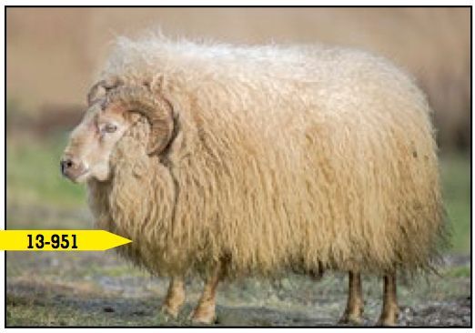 A shaggy, tan ram with curved horns stands in a grassy field, labeled 