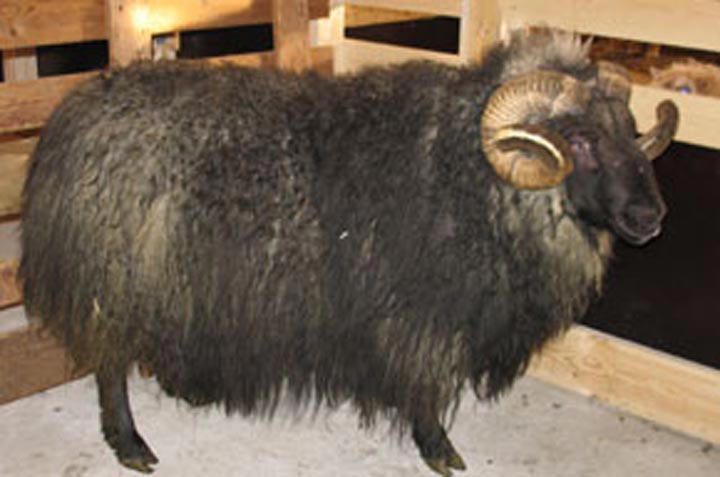 Black ram with large, curved horns stands inside a wooden enclosure, showing its shaggy, dark wool.