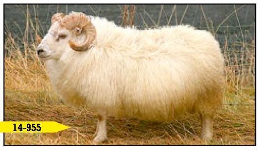 Cream-colored Icelandic ram with curled horns standing in a grassy field, facing left.