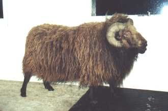 A brown ram with large curled horns stands in a barn.